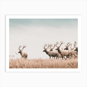 California Elk Herd Art Print