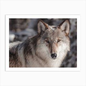 Winter Wolf Profile Art Print