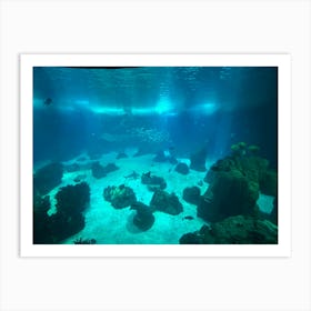 Underwater View Of An Aquarium Art Print