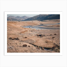 Bison Herd In River Basin Art Print