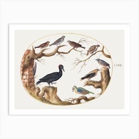 Black Woodpecker, European Green Woodpecker, Nuthatch, And Other Birds (1575–1580), Joris Hoefnagel Art Print