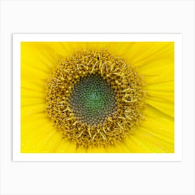 Sunflower Stock Videos & Royalty-Free Footage Art Print