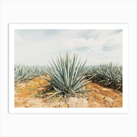 Mexican Agave Farm Art Print