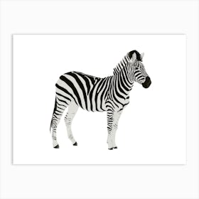 Zebra illustration Art Print