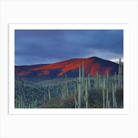 Desert At Dusk Botanical Garden, Mexico Art Print