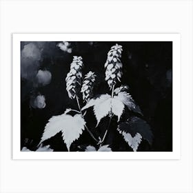 Hops for Beer Brewing Black and White Art Print