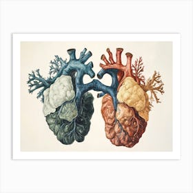 Anatomy Of The Human Heart 1 Art Print