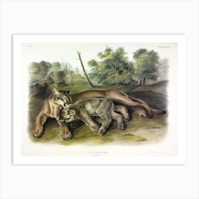 Female Cougar, John James Audubon Art Print