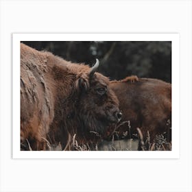 Moody Bison Art Print