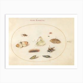 Three Butterflies, A Caterpillar, A Bee, Two Chrysalides, And Three Weevils, Joris Hoefnagel Art Print
