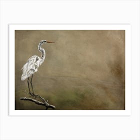 Snowy Egret Art Print