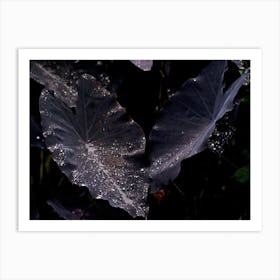 Raindrops On Leaves Art Print