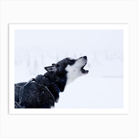 A husky howling in Norway Art Print
