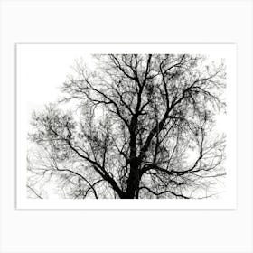 Silhouette Of Bare Tree Black And White 6 Art Print