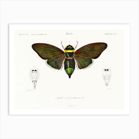 Gian Cicuda (Cicada Speciosa), Charles Dessalines D'Orbigny Art Print