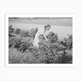 Picking Roses From Her Flower Garden At The Casa Grande Valley Farms, Pinal County, Arizona By Russell Lee Art Print