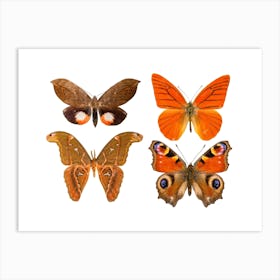 Four Orange Butterflies Art Print
