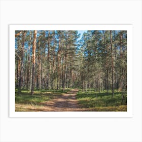 Russian Pine Forest Photo Art Print