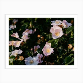 Pink Roses 1 Art Print