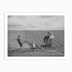 Ray Halstead Making A Turn While Harrowing An Irrigated Field,He Is A Fsa (Farm Security Administration) Art Print