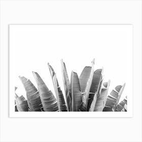 Palm Leaves On Tree Art Print