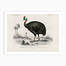 Helmeted Cassowary, Charles Dessalines D'Orbigny Art Print