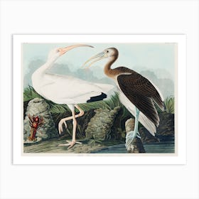 White Ibis, Birds Of America, John James Audubon Art Print