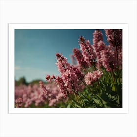 Pink Flowers In A Field Art Print