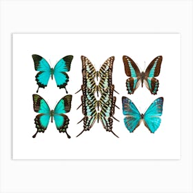 Collection Of Blue Butterflies Art Print