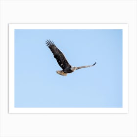 Bald Eagle In Flight 1 Art Print