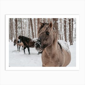 Furry Winter Horses Art Print