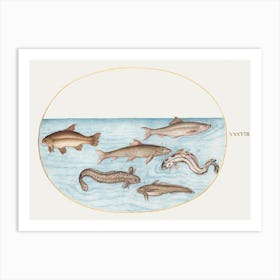Burbot, Rockling, And Other Fish (1575–1580), Joris Hoefnagel Art Print
