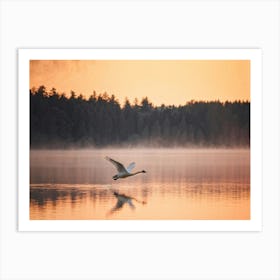 Swan Soaring With Wings Fully Extended Over A Serene Blue Lake Foreground Placed In Sharp Focus De Art Print