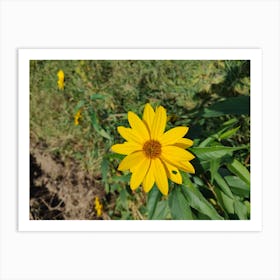 Yellow Sunflower Art Print