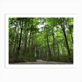 Gravel Road In The Woods Art Print