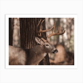 Forest Deer Art Print