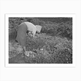 Daughter Of Tenant Farmer Living Near Muskogee, Oklahoma, Picking Tomatoes, Refer To General Caption Art Print