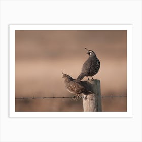 Gambels Quail Art Print