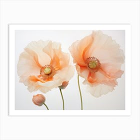 Poppies 2 Art Print