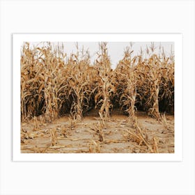 Dried Corn Stalk Field Art Print