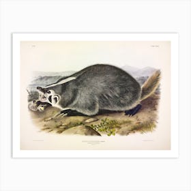 American Badger, John James Audubon Art Print