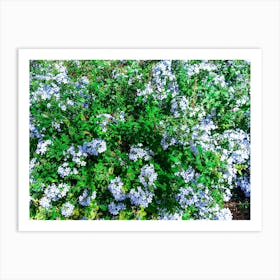 Natural fresh flowers and green plants 5 Art Print