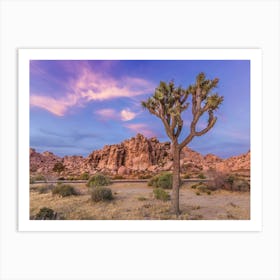 Joshua Tree In The Evening Art Print