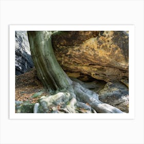 Tree with strong roots in the Elbe Sandstone Mountains Art Print