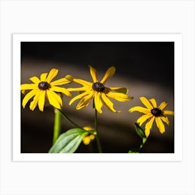 Daisies Art Print