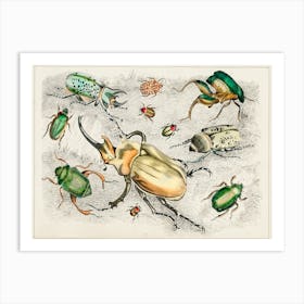 Collection Of Various Beetles, Oliver Goldsmith  Art Print