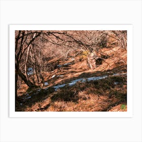 Winter Forest 20231225123429pubpub Art Print