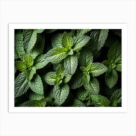 Close Up Of Mint Leaves Art Print