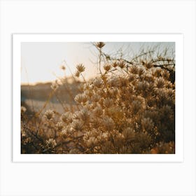 Sunset Flowers Art Print