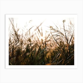 Sunset Through The Grasses Art Print